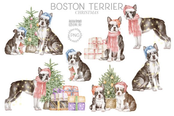 Boston Terrier Christmas Illustrations for Brands